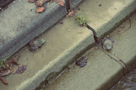lite grodor på en trappa☼