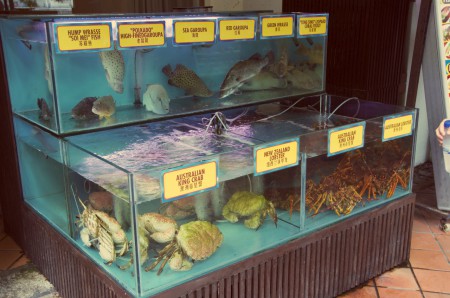 vill du ha färsk fisk/krabba? det kan nästan inte bli färskare, men ändå otroligt hemskt att se de stackars djuren☼